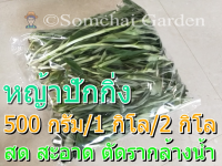 หญ้าปักกิ่งสด เกษตรอินทรีย์ อายุปลูก 3-4 เดือน