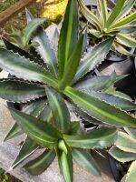 อากาเว่ โลแฟนทา Agave lophantha ส่งแบบเคาะดินออก