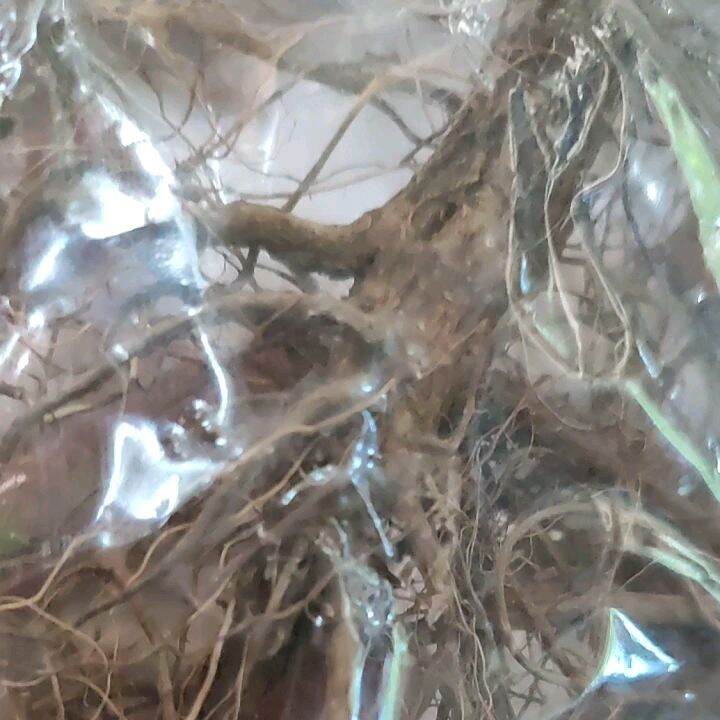 Elepante root herbal gamot sa binat 10 grams Lazada PH