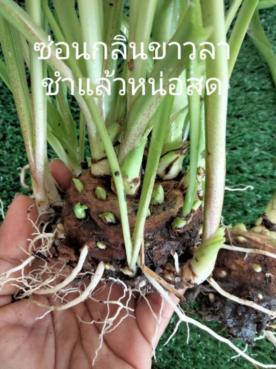 ซ่อนกลิ่นขาวลา-ดอกชั้นเดียว-หัวแม่พันธ์1-3หัวให้เลือก-ขาวลาพัน์ธ์ไทย-ดอกไม้หอมไหว้พระ-ดอกบานได้นาน-เหง้าซ่อนกลิ่น-หน่อซ่อนกลิ่น