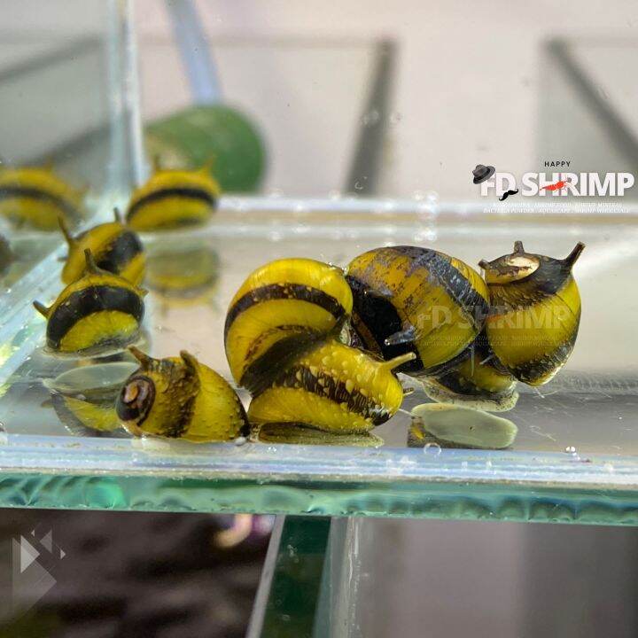 Nerite Snail Bumblebee Horn Snail & Green Horn Snail Lazada
