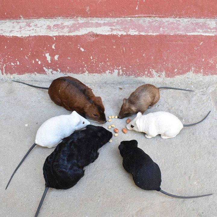 false-mice-leather-simulation-animal-model-doll-doll-scary-to-offer-them-the-artifact-false-mouse-act-the-role-ofing-is-tasted-furnishing-articles