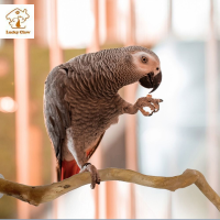 LUCKY CLAW ทนทานต่อการใช้งาน ไม้สำหรับไม้ นกแก้วในสวน บิดงอได้ สำหรับ lovebirds budgies cockatiels ทนต่อการกัด อุปกรณ์เสริมกรงนก เสาตั้งนก กิ่งปีนเขา นกแก้วคอน