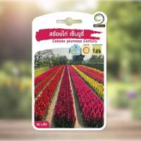 เมล็ดพันธุ์ ดอกไม้ สร้อยไก่ เซ็นจูรี่ Celosia Plumosa century  ( 20 เมล็ด )