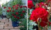 30 เมล็ด เมล็ดพันธุ์ กุหลาบ มินิ บอนไซ Rose Seeds ดอกเล็ก สีแดง ต้นไม้แคระ นำเข้าจากต่างประเทศ พร้อมคู่มือ เมล็ดสด ใหม่