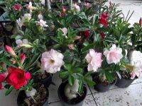 12 เมล็ด เมล็ดพันธุ์ ชวนชม สายพันธุ์ฮอลแลนด์ คละสี Adenium Seeds กุหลาบทะเลทราย Desert Rose ราชินีบอนไซ อัตรางอก 80-90% มีคู่มือปลูก