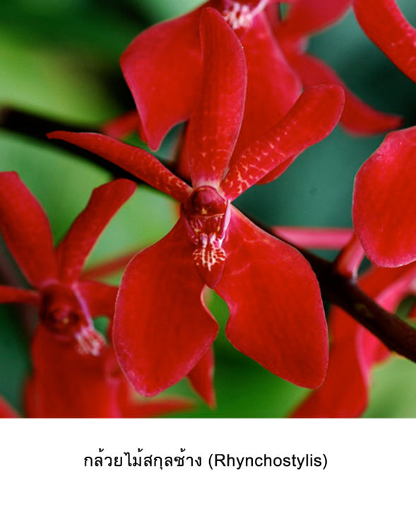 royal-orchid-จี้ดอกกล้วยไม้-จี้ดอกไม้-จี้พร้อมสร้อย-สร้อยดอกไม้-สร้อยกล้วยไม้-สร้อยดอกไม้สีแดง
