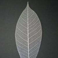 โครงใบไม้ ใบยาง สี Natural/Silver Metallic (Standard Rubber Skeleton Leaves)
