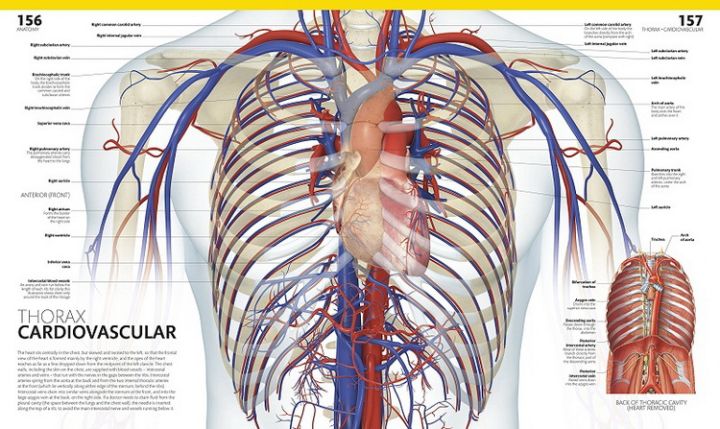 original-english-version-of-the-complete-human-body-dk-encyclopedia-complete-illustrated-guide-to-human-body-structure-encyclopedia-of-human-science-medical-picture-book