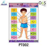 AREENA 3 Language Poster โปสเตอร์ 3 ภาษา 38x51cm PT002 : MY BODY – EXTERNAL ORGANS