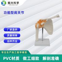 Functional joint collection of human body joint model medical teaching demonstration equipment products