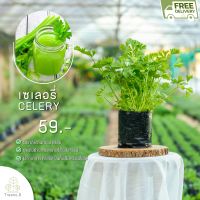 Treeno.9 T216 เซเลอรี่ (Celery) ส่งแบบ ถุงดำ 6 นิ้ว / สูง 15-30 cm. / สมุนไพรฝรั่ง ผัก ประโยชน์ดีต่อสุขภาพ (Herb)