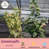 ต้นมังกรคาบแก้ว (Bleeding Heart Vine) #พวงเงิน #หัวใจแตก #พวงแก้ว