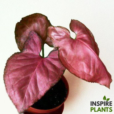 INSPIRE PLANTS , Syngonium Gold Allusion /Bold Allusion / White Butterfly / Orm Nak Red  ออมเงิน ออมทอง ออมเงินใบกลมรัศมีทอง ออมนาคแดง