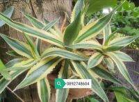 อากาเว่  ไม้ด่างเขียวเหลือง ป่านศรนารายณ์(อากาเว่บุญชู) ป่านมาเดียว (Agave Contala) (ใบยาวประมาณ17-25cm)1ต้น