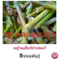 ท่อนพันธุ์ หญ้าเนเปียร์ปากช่อง 1 ชุดทดลองปลูก จำนวน  15 ท่อนพันธุ์