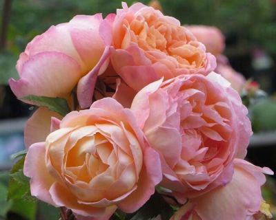 30 เมล็ด เมล็ดพันธุ์ Lady Emma Hamilton สายพันธุ์อังกฤษ ดอกกุหลาบ นำเข้าจากอังกฤษ ดอกใหญ่ พร้อมคู่มือปลูก English Rose Seed