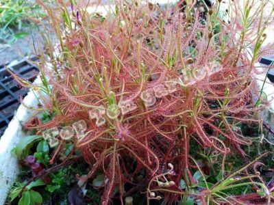 เมล็ดพืชกินแมลง Drosera Indica Red seeds (หญ้าน้ำค้าง,หยาดน้ำค้าง) 50 เมล็ด พร้อมคู่มือการเพาะเมล็ด((เมล็ดแท้100%))