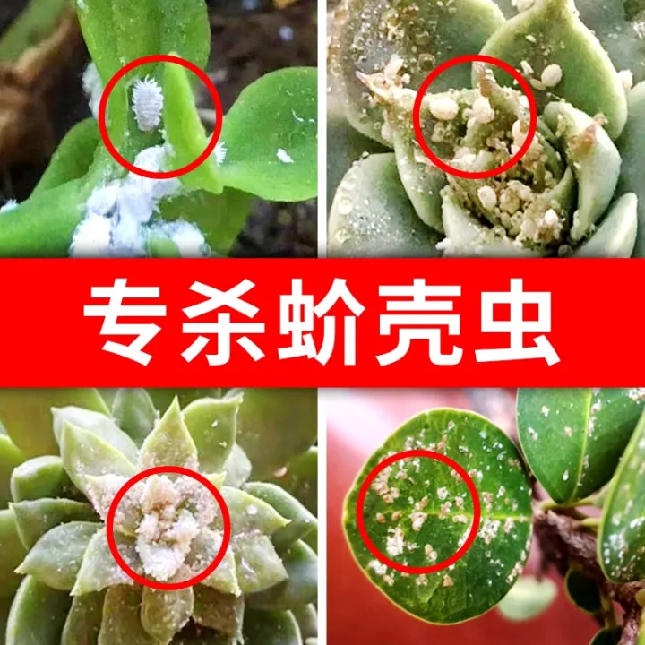 Guoguang Zhuopu scale insect special medicine must cure pesticide
