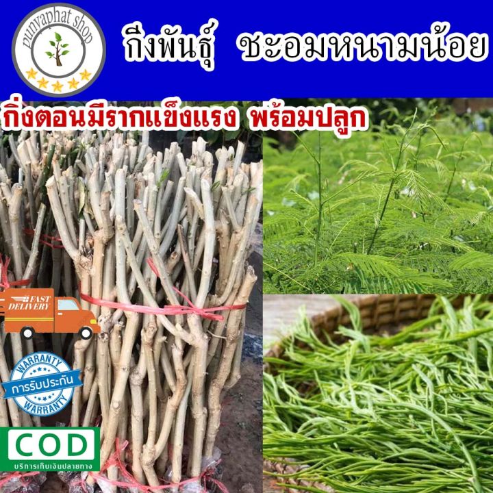 กิ่งพันธุ์ชะอม-แพ็ค-10-กิ่ง-ส่งฟรี-ต้นชะอม-พันธุ์ชะอม-กิ่งชำชะอม-ชะอมหนามน้อย-ชะอมยอดดก-มีรากแข็งแรง-พร้อมปลูก-กลิ่นฉุน-แตกยอดดี