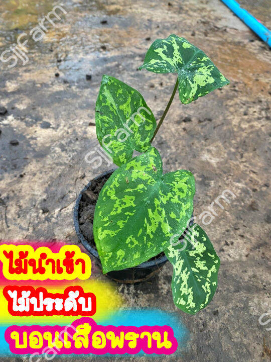 บอนเสือพราน-colocasia-hilo-beauty-1-กระถาง-ไม้นำเข้า-ส่งพร้อมกระถาง-จากไทย