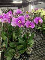 35 เมล็ดพันธุ์ เมล็ดกล้วยไม้ ฟาแลนนอปซิส (Phalaenopsis Orchids) Orchid flower seed. อัตราการงอกสูง 80-85%