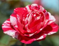 30 เมล็ด เมล็ดพันธุ์ กุหลาบ สตาร์แอนด์สไตร้พส์ Tiger Striped Rose Seeds สี แดง-ชมพู ดอกใหญ่ นำเข้าจากต่างประเทศ พร้อมคู่มือ เมล็ดสด ใหม่