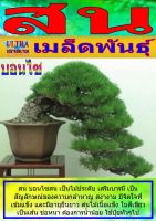 AGPB เมล็ดพันธุ์ สน บอนไซสน ราคาต่อ1ซอง