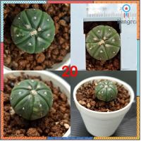 แอสโตรด่าง(astrophytum asterias variegated) #แอสโตรด่าง flashsale ลดกระหน่ำ