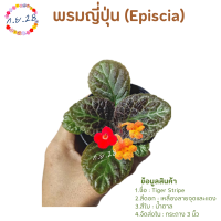 [15]พรมญี่ปุ่น "ไทเกอร์ สไตรป์" (Tiger Stripe)  ใบสีน้ำตาล ดอกเหลืองผสมแดง สีดอกโดดเด่น ส่งในกระถาง 3