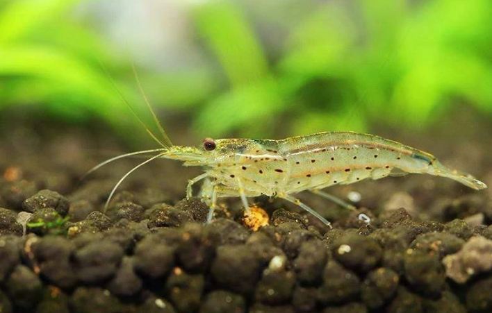 Yamato shrimp | Lazada