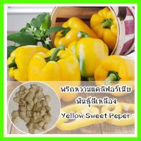 พร้อมส่ง❗ รหัส 168 เมล็ดพันธุ์ พริกหวานแคลิฟอร์เนียสีเหลือง - Yellow Sweet Pepperเมล็ดดอกไม้ ดอกไม้ปลูกสวยๆ  เมล็ดพันธุ์ผัก