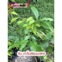 HOT** ต้นเงาะโรงเรียนนาสาร สูง 70-80 cm. PRO+++จำนวนมาก ส่งด่วน พรรณ ไม้ น้ำ พรรณ ไม้ ทุก ชนิด พรรณ ไม้ น้ำ สวยงาม พรรณ ไม้ มงคล