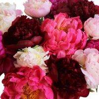 20 เมล็ด เมล็ดโบตั๋น ดอกโบตั๋น ดอกพีโอนี (Peony) คละสี ดอกไม้นี้​เป็นสัญลักษณ์ของความมั่งคั่งร่ำรวย ความซื่อสัตย์ อัตรางอกสูง 70-80%