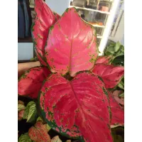 ( PRO+++ ) โปรแน่น.. Aglaonema super red อโกนีม่า ซุปเปอร์ เรด ราคาสุดคุ้ม พรรณ ไม้ น้ำ พรรณ ไม้ ทุก ชนิด พรรณ ไม้ น้ำ สวยงาม พรรณ ไม้ มงคล