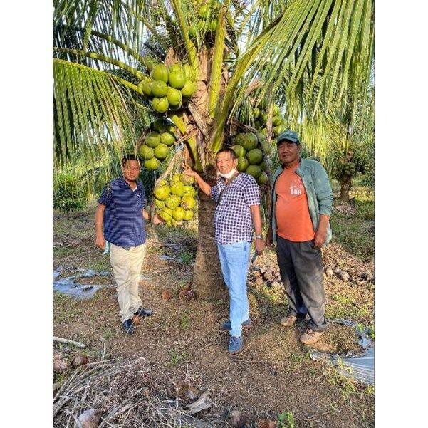 [Buy One Get One Free]AROMATIC SWEET DWARF COCONUT SEEDS Lazada PH