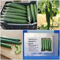 เมล็ดพันธุ์ แตงกวา ยูนากิ Unagi Cucumber F1 Seed 10 เมล็ด คุณภาพดี ราคาถูก ของแท้