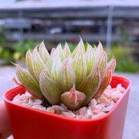 Haworthia obtusa hybrid ‘thai02-wichit’ A034