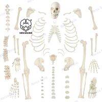 Human Skeleton Model For Anatomy 67 inch High Full Size Skeleton Models with 3 Poster Skull Spine Bones Articulated Hand