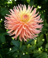 รักเร่ Dahlia สายพันธุ์ Camano Sitka 1 เหง้า/ออเดอร์ หัวรักเร่ ดอกไม้ หัวหน่อ เหง้า นำเข้า เนเธอร์แลน หัวสดใหม่