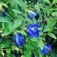 ขายส่ง 200 กรัม ดอกอัญชัญตากแห้ง Butterfly pea flower ออร์แกนิค ธรรมชาติ ปลอดสารเคมี สมุนไพร น้ำอัญชัญ ดอกอัญชัญทำขนม อัญชัญผง สีผสมอาหารธรรมชาติ