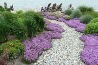 เมล็ดพันธุ์ Seeds Bonsai ไทม์เลื้อย thymus serpyllum creeping thyme สีม่วง 500 เมล็ด เมล็ดพันธุ์ Seeds Bonsaiนำเข้าจาก อังกฤษ