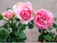 30 เมล็ด เมล็ดพันธุ์ กุหลาบ The First Lady Rose seed ดอกใหญ่ ดอกหอม นำเข้าจากต่างประเทศ