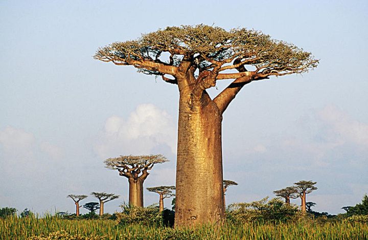 ขายส่ง-เมล็ดเบาบับ-baobab-tree-บอนไซเบาบับ-โบโบ-boaboa-ต้นขวด-bottle-tree-ต้นไม้แห่งชีวิต-the-tree-of-life-ต้นขนมปังลิง-monkey-bread-tree-ต้นไม้กลับหัว-upside-50-เมล็ด