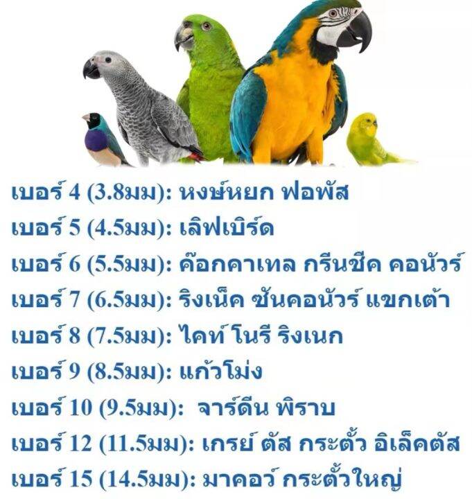 สายคล้องขานก-ค๊อกคาเทล-กรีนชีค-สายคล้องนกแก้ว-สายจูงนก-ห่วงเปิดนก-ห่วงขานก-6มม-กันนกหนี-อุปกรณ์เลี้ยงนก