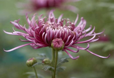 100 เมล็ดพันธุ์ เมล็ด ดอกเบญจมาศ หรือ ดอกมัม เป็นดอกไม้แห่งความรื่นเริงและความบริสุทธิ์ใจ Chrysanthemums Seeds อัตราการงอกสูง 70-80%