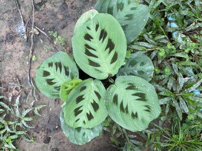 ต้นกระต่ายชมจันทร์ Maranta leuconeura ไม้ฟอกอากาศ ปลูกในที่แดดรำไร เป็นพุ่ม