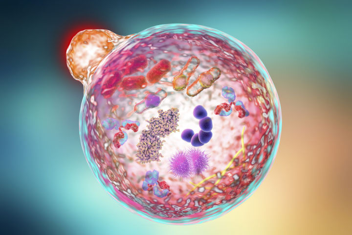 อาหารเสริม-สเต็มเซลล์-geroprotect-stem-cell-60-capsules-life-extension-สนับสนุนการสร้างเซลล์ใหม่