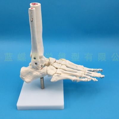 Foot bone model foot bone adult foot joint function model of human foot joint ligament attached