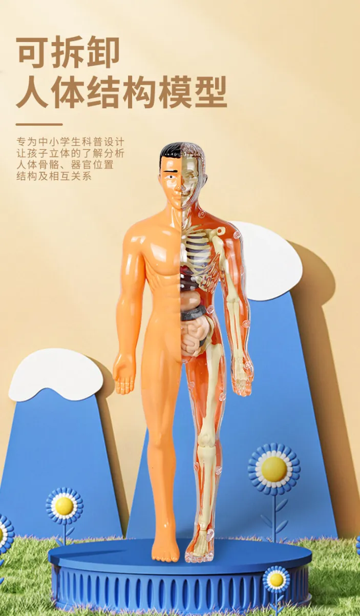 Mô hình giải phẫu cơ và nội tạng toàn cơ thể 170cm